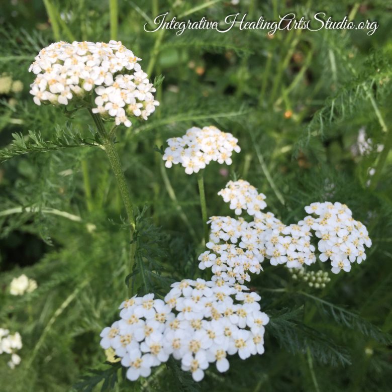 Flower Therapy Sessions at the Integrative Healing Arts Studio~Featured Flower Yarrow