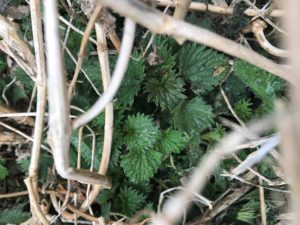 Stinging nettle emerges in Spring