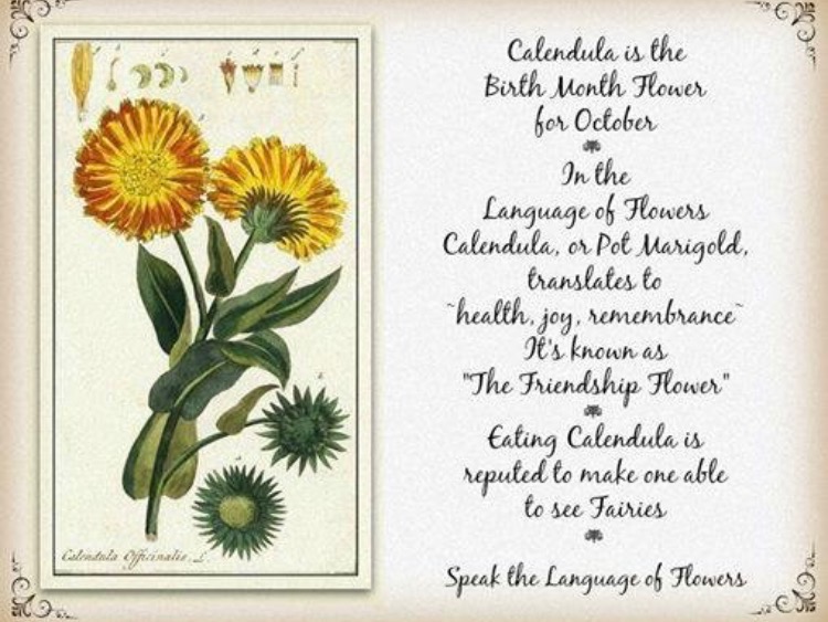 Herbal Workshop and Tea Circle-The Healing Spirit of Calendula